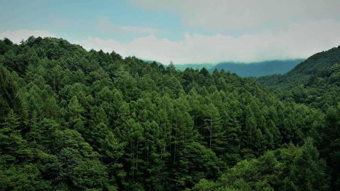 KOLLEA SUSTAINABILITY | One Tree Planted